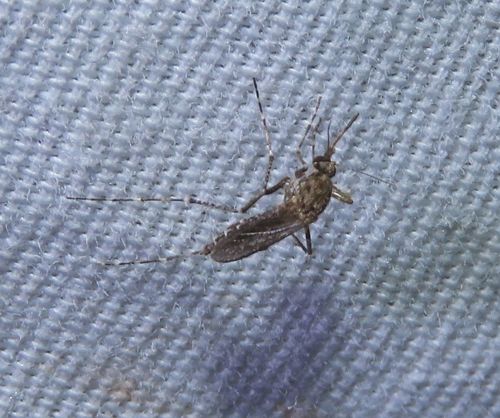 Dark Rice Field Mosquito