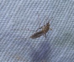 Dark Ricefield Mosquito
