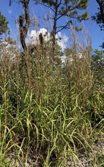 Schizachyrium stoloniferum