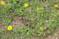 Grindelia subdecurrens