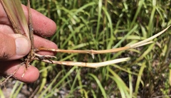 Schizachyrium stoloniferum