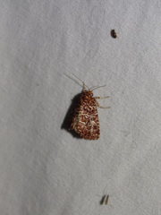 Callopistria granitosa