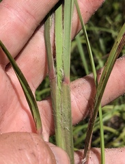 Schizachyrium stoloniferum