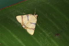 Eulepidotis affinis