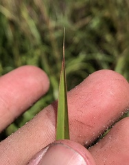 Schizachyrium stoloniferum