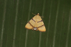 Eulepidotis affinis