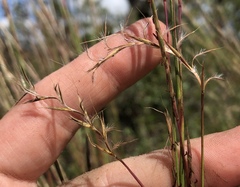 Schizachyrium stoloniferum