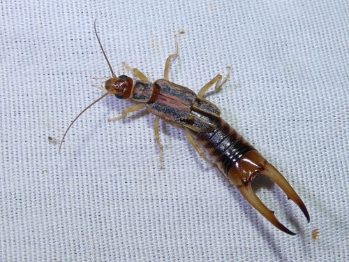Shore earwig
