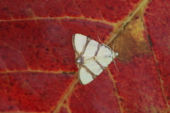 Eulepidotis affinis