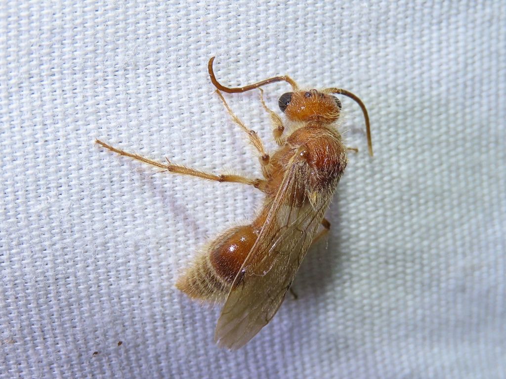 Odontophotopsis inconspicua