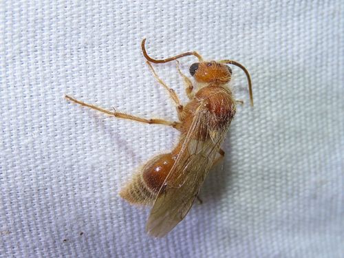 Odontophotopsis inconspicua