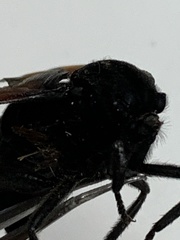 Mydas xanthopterus