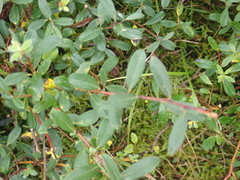 Salix repens