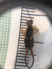 Forficula auricularia