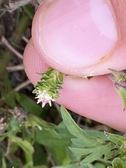 Verbena bracteata