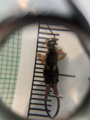 Forficula auricularia