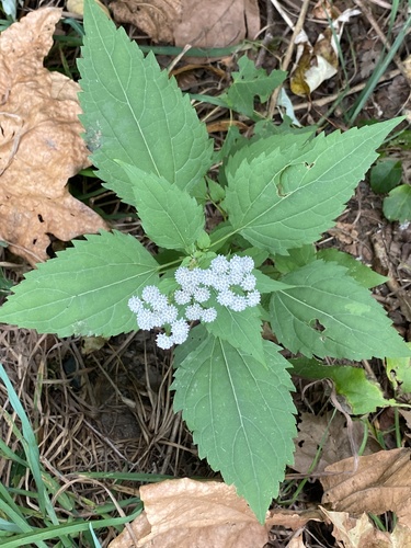 Ageratina altissima