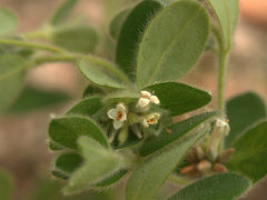 Pimelea altior