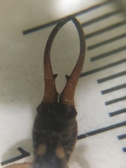 Forficula auricularia