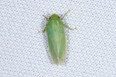 Gyponana angulata