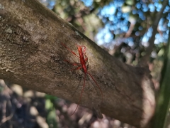 Chenoderus testaceus