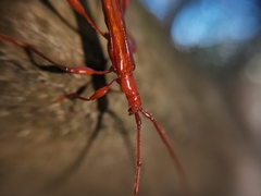 Chenoderus testaceus