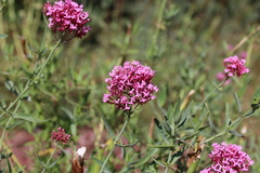 Centranthus angustifolius