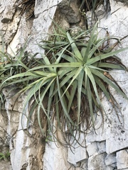 Agave bracteosa