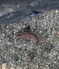 Pseudopolydesmus pinetorum
