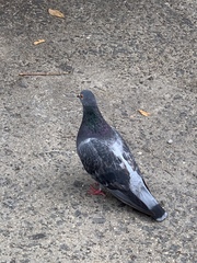 Columba livia domestica