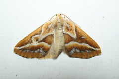 Caripeta angustiorata