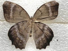 Pseudodebis