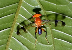Richardia lichtwardti