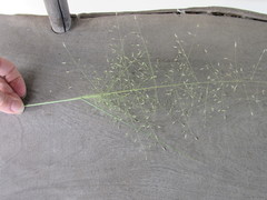 Eragrostis curtipedicellata