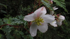Begonia cornuta