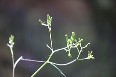 Senecio phelleus
