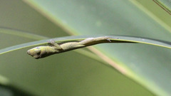 Anolis carolinensis