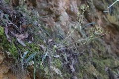 Senecio phelleus
