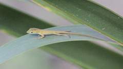 Anolis carolinensis