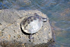 Phrynops williamsi