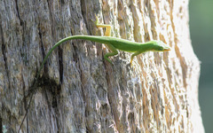 Anolis carolinensis