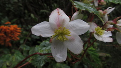 Begonia cornuta