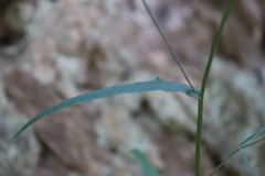 Senecio phelleus