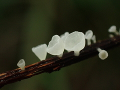 Calyptella capula