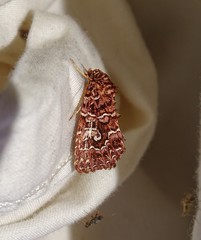 Callopistria granitosa