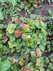 Diplocarpon fragariae