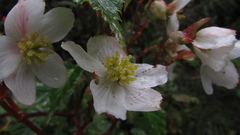Begonia cornuta
