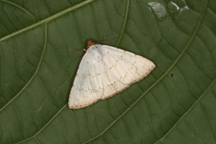 Eulepidotis alabastraria