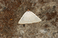 Eulepidotis alabastraria