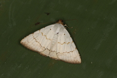 Eulepidotis alabastraria